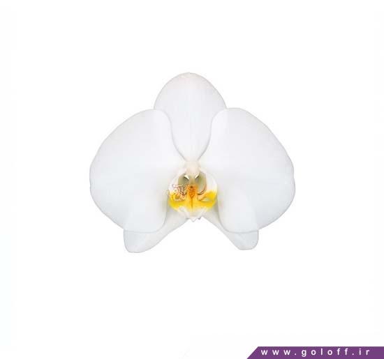 گل ارکیده فالانوپسیس کمبریج - Phalaenopsis Orchid | گل آف